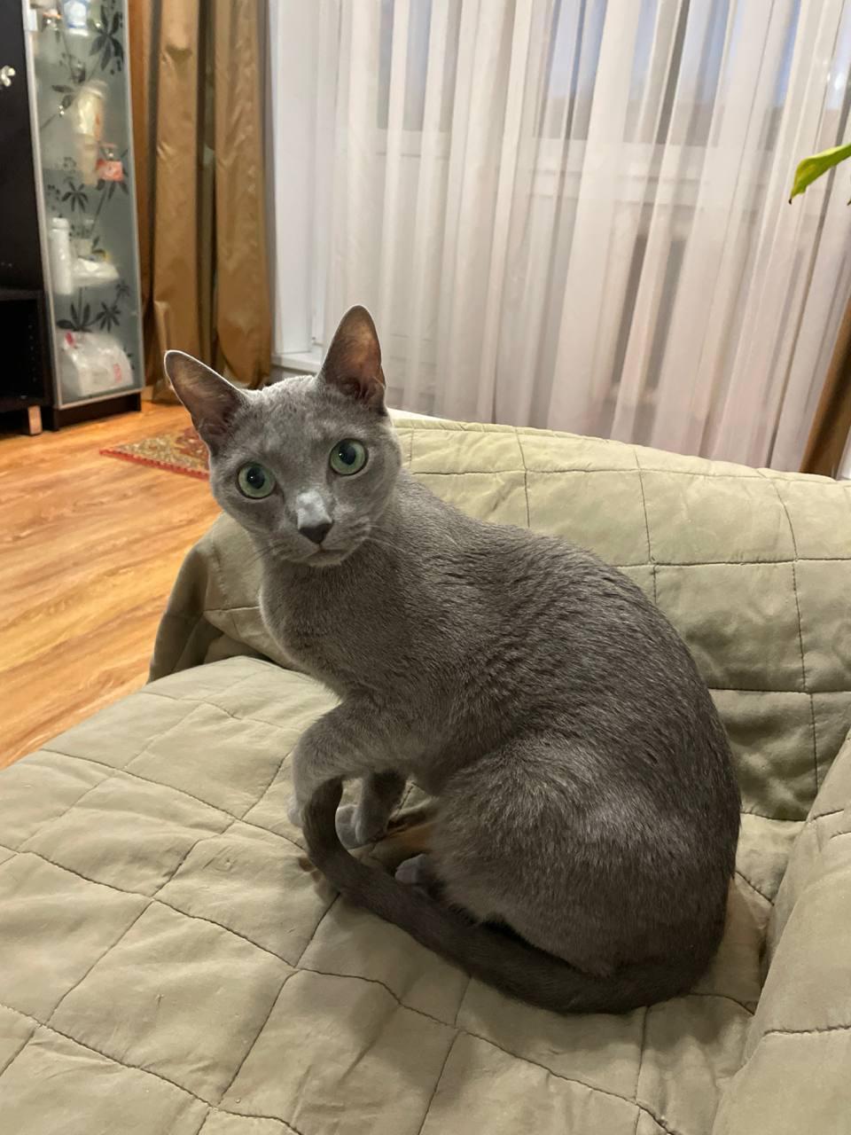 Фото В снегу и за рулем: в Новосибирске опубликовано свыше 50 фото милых питомцев к Дню кошек 9 - Сиб.ФМ Фото В снегу и за рулем: в Новосибирске опубликовано свыше 50 фото милых питомцев к Дню кошек 9